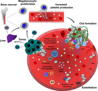 Frontiers | Platelet-Cancer Interplay: Molecular Mechanisms And New ...